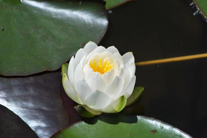 Mature WaterLily - (3 Litre) - Virginalis - M/S