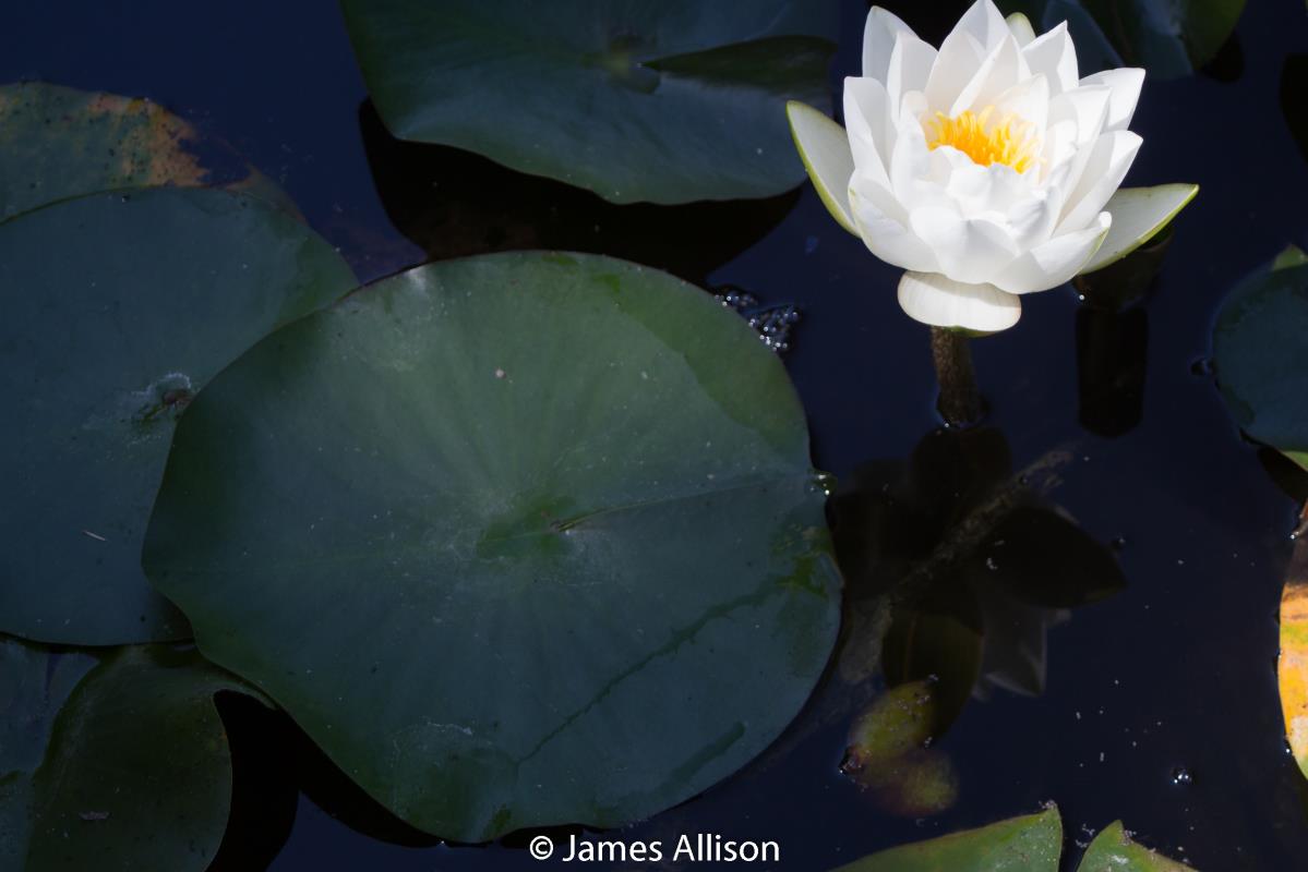 Mature WaterLily - (3 Litre) - Virginalis - M/S