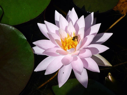 Rare Mature WaterLily - (3 Litre) - Odorata W.B. Shaw - M