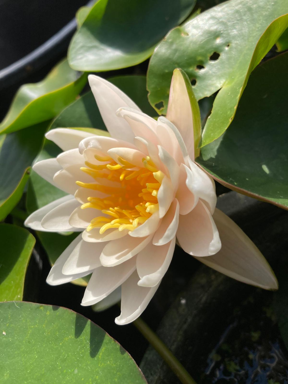 Mature WaterLily - (3 Litre) - Walter Pagels - M/S