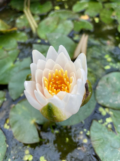 Mature WaterLily - (3 Litre) - Walter Pagels - M/S