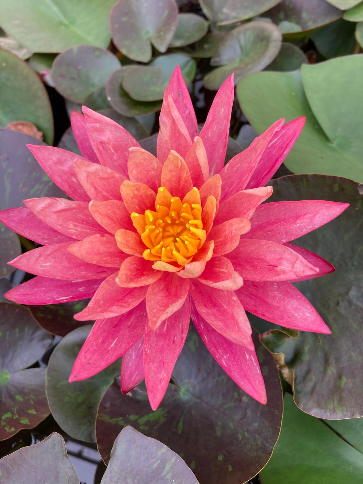 Mature WaterLily - (3 Litre) - Wanvisa - L - Pink