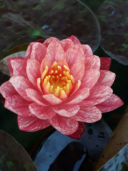 Mature WaterLily - (3 Litre) - Wanvisa (Hybrid) - M