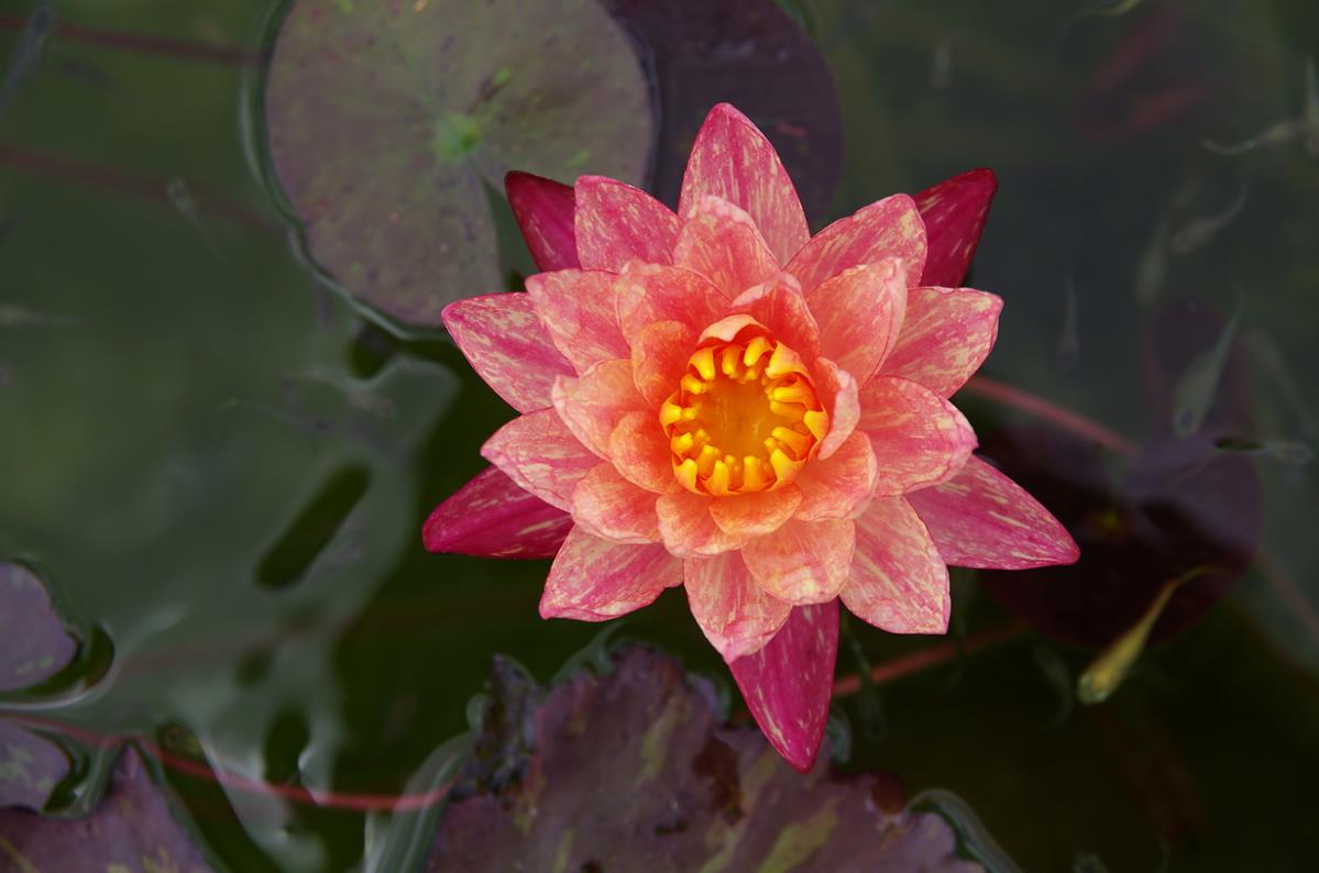 Mature WaterLily - (3 Litre) - Wanvisa (Hybrid) - M