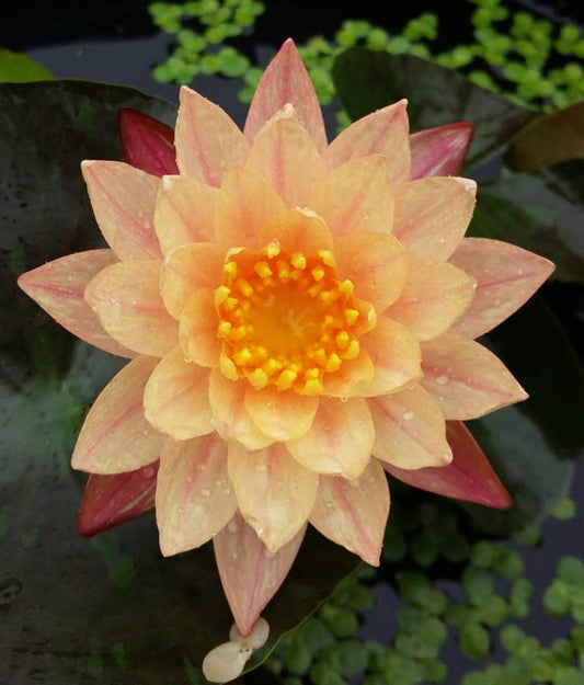 Mature WaterLily - (3 Litre) - Wanvisa (Hybrid) - M