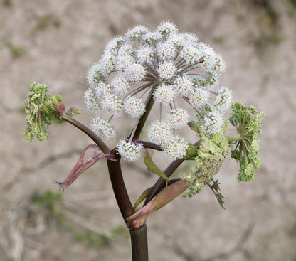 Marginal Pond Plant - (Potted 1 Litre) ~ Wild Agelica - Angelica Sylvestris