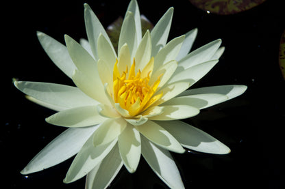 Mature WaterLily - (3 Litre) - Yellow Queen - M