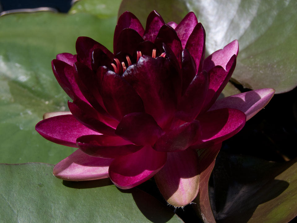 Mature WaterLily - (3 Litre) - Almost Black - L/M