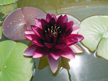 Mature WaterLily - (3 Litre) - Almost Black - L/M