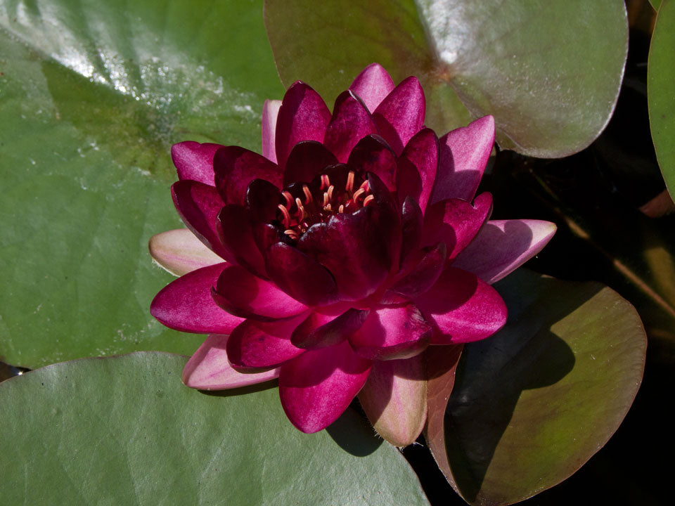 Mature WaterLily - (3 Litre) - Almost Black - L/M