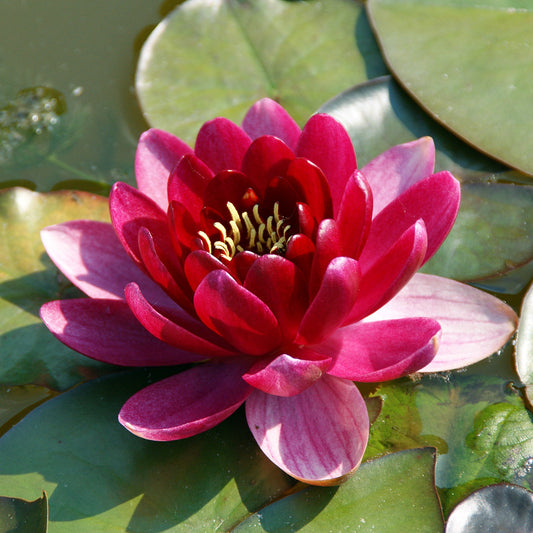 Mature WaterLily - (3 Litre) - Burgundy Princess - M/S