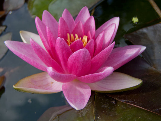 Mature WaterLily - (3 Litre) - Charles De Meurville - L/M