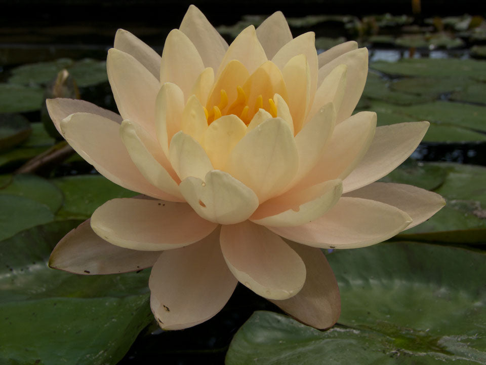 Mature WaterLily - (3 Litre) - Clyde Ikins - L/M