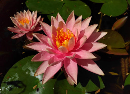 Mature WaterLily - (3 Litre) - Colorado - M