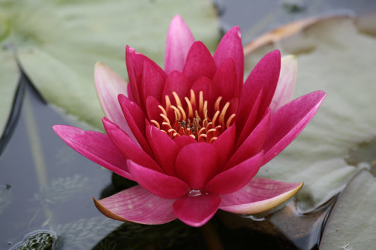 Mature WaterLily - (3 Litre) - Froebelii - M/S