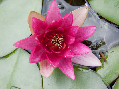 Mature WaterLily - (3 Litre) - Froebelii - M/S