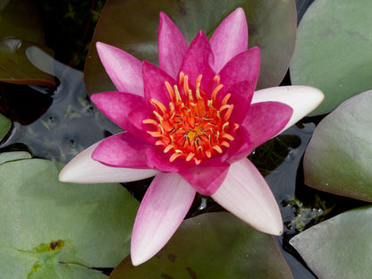 Mature WaterLily - (3 Litre) - Froebelii - M/S