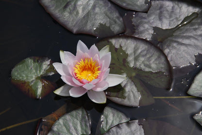 Rare Mature WaterLily - (3 Litre) - Galatee - S