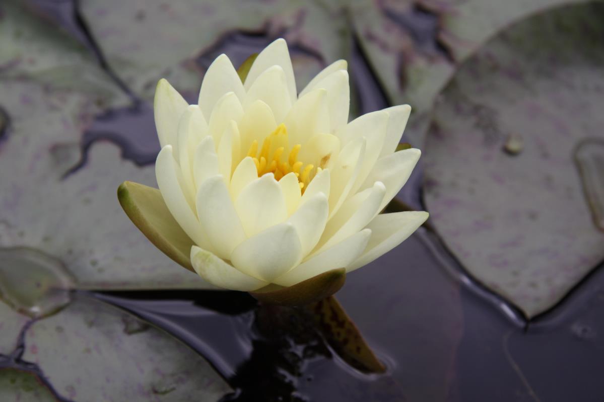 Rare Mature WaterLily - (3 Litre) - Gold Medal - L/M