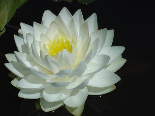 Mature WaterLily - (3 Litre) - Gonnere - L/M/S