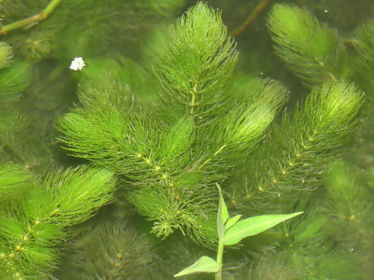 Hornwort Bunch