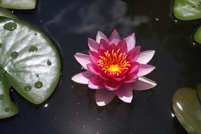 Rare Mature WaterLily - (3 Litre) - James Hudson - M