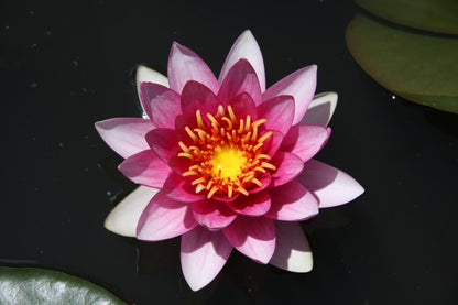 Rare Mature WaterLily - (3 Litre) - James Hudson - M