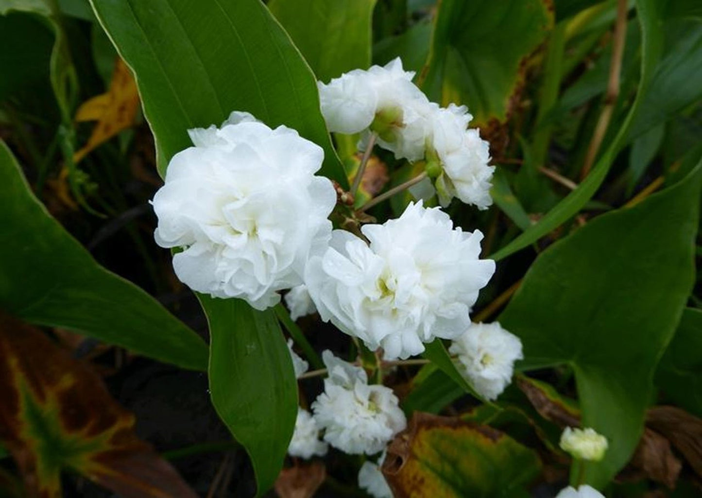 Marginal Pond Plant - (Potted 1 Litre) ~ Double Japanese Arrowhead - Sagittaria Japonica Pleana