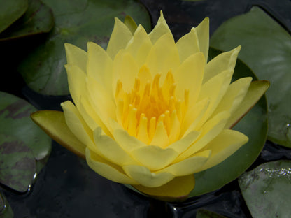 Mature WaterLily - (3 Litre) - Joey Tomocik - L/M