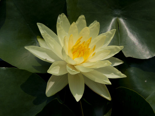 Mature WaterLily - (3 Litre) - Joey Tomocik - L/M