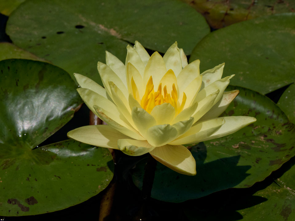 Mature WaterLily - (3 Litre) - Joey Tomocik - L/M