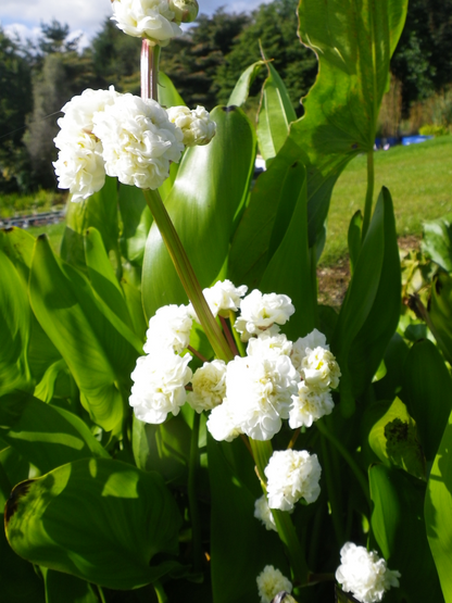 Marginal Pond Plant - (Potted 1 Litre) ~ Double Flowered Duck Potato - Sagittaria Latifolia Flore Plena