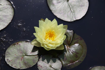 Rare Mature WaterLily - (3 Litre) - Lemon Chiffon - M