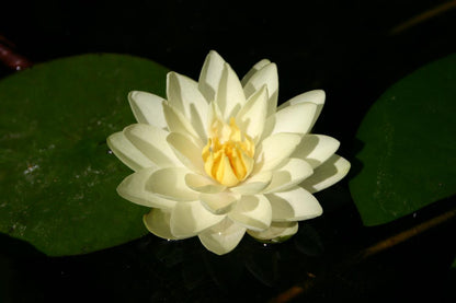 Rare Mature WaterLily - (3 Litre) - Lemon Chiffon - M