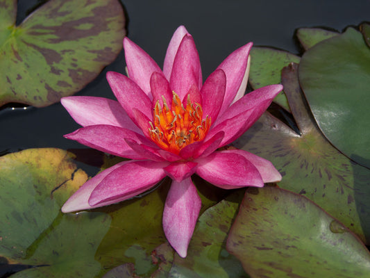 Mature WaterLily - (3 Litre) - Lucida - M/S