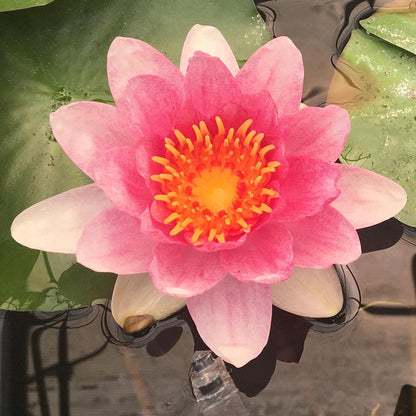 Mature WaterLily - (3 Litre) - Luciana - L