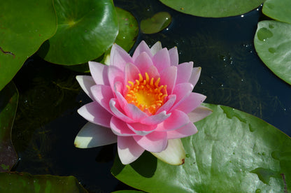 Mature WaterLily - (3 Litre) - Madame Wilfron Gonnere - M