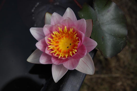 Rare Mature WaterLily - (3 Litre) - Madame De Bonseigneur - M