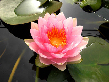 Mature WaterLily - (3 Litre) - Madame Wilfron Gonnere - M