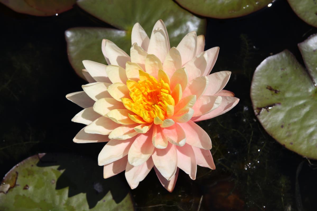 Mature WaterLily - (3 Litre) - Mangkala Ubol - M