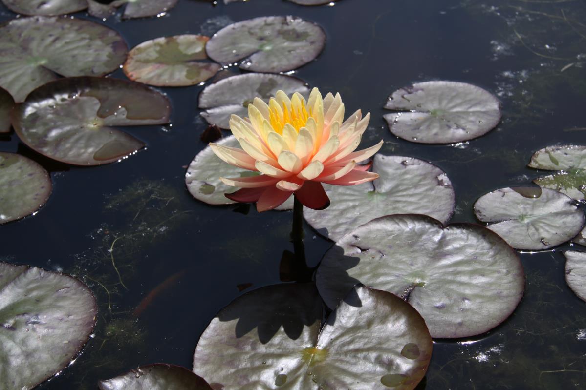 Mature WaterLily - (3 Litre) - Mangkala Ubol - M