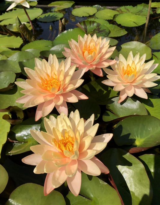 Mature WaterLily - (3 Litre) - Mangkala Ubol - M