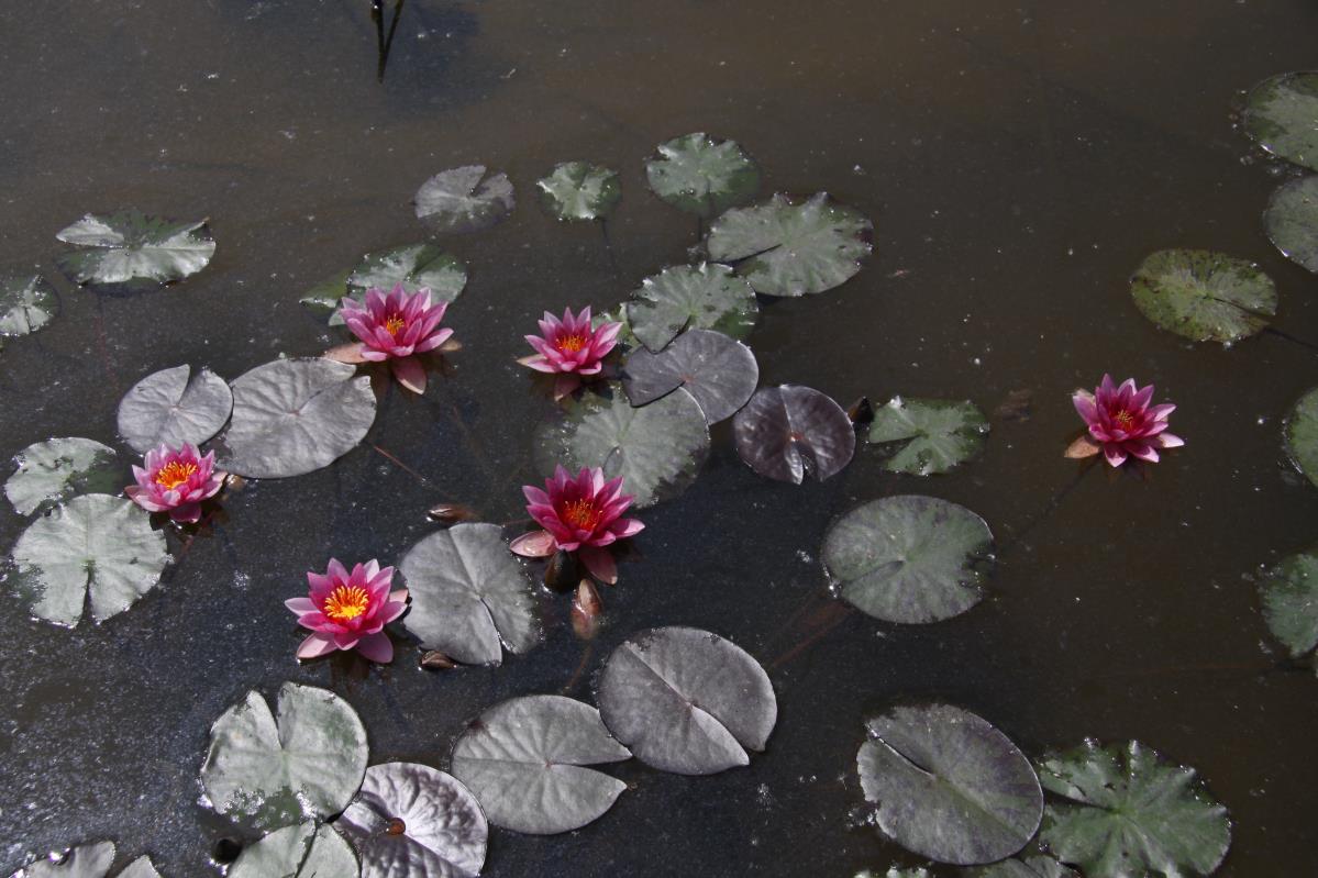 Rare Mature WaterLily - (3 Litre) - Marliacea Flammea - M