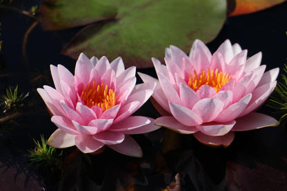 Rare Mature WaterLily - (3 Litre) - Mary - L/M