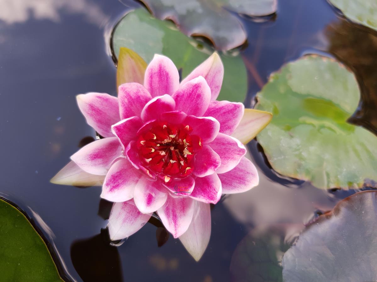 Rare Mature WaterLily - (3 Litre) - Maurice Laydeker (Wine Red) - S