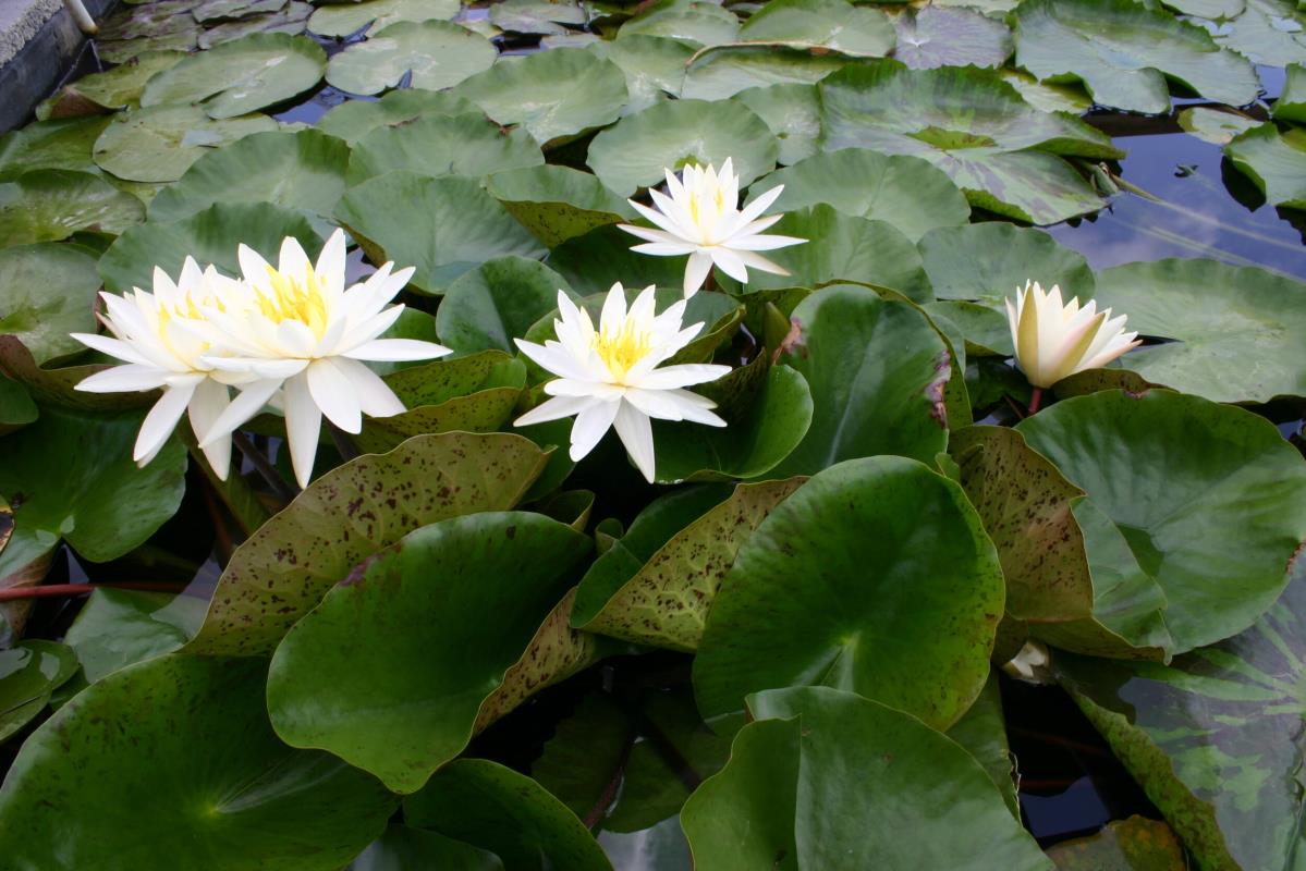 Rare Mature WaterLily - (3 Litre) - Moon Dance - L/M/S