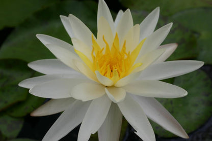 Rare Mature WaterLily - (3 Litre) - Moon Dance - L/M/S