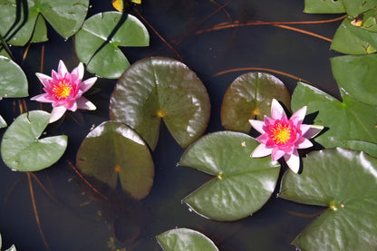 Rare Mature WaterLily - (3 Litre) - Murillo - M