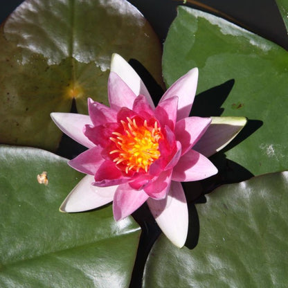 Rare Mature WaterLily - (3 Litre) - Murillo - M