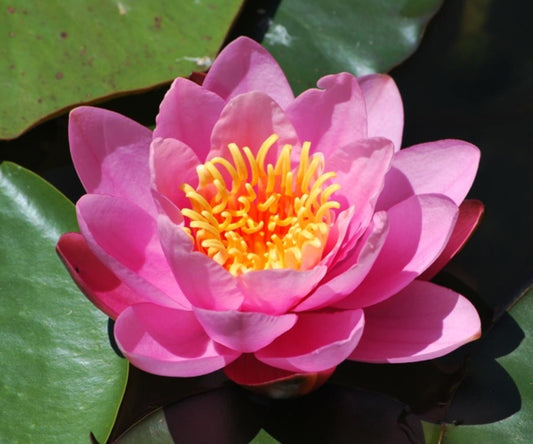 Mature WaterLily - (3 Litre) - Norma Gedye - L